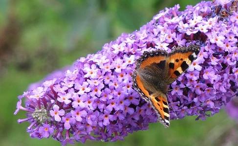 Apmw base butterflies 0152