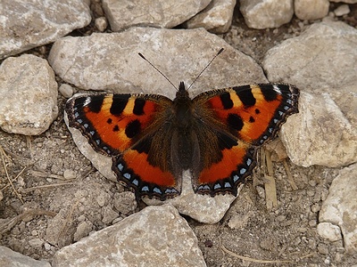 Apmw base butterflies 0153