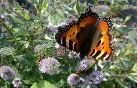 Apmw base butterflies 0154