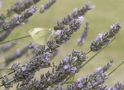 Apmw base butterflies 0155